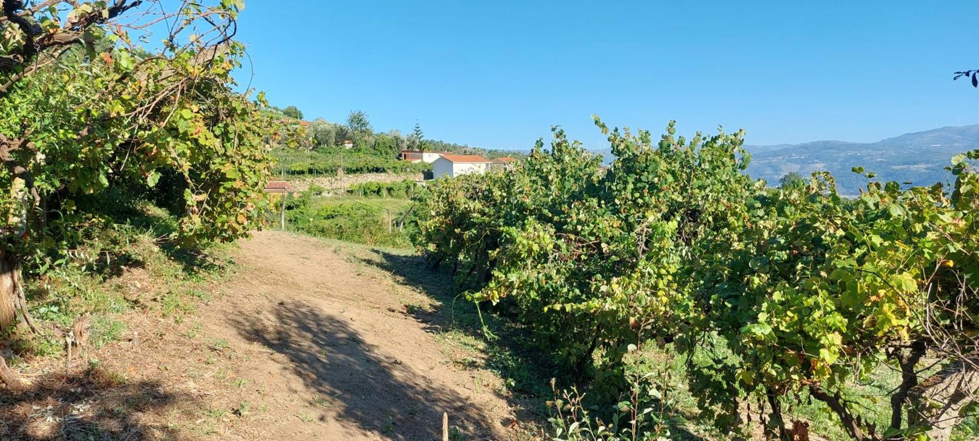 Villa Quinta Dos Castros Douro Baião Esterno foto