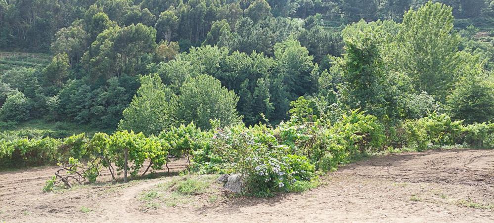 Villa Quinta Dos Castros Douro Baião Esterno foto