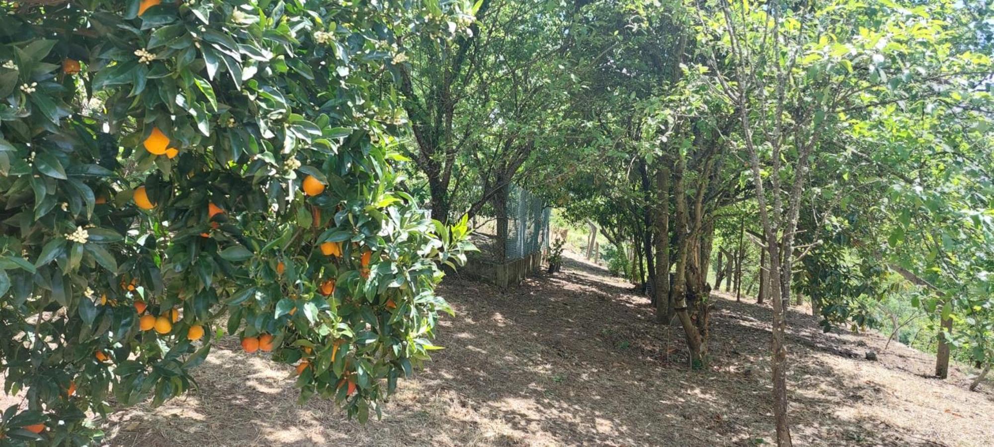 Villa Quinta Dos Castros Douro Baião Esterno foto